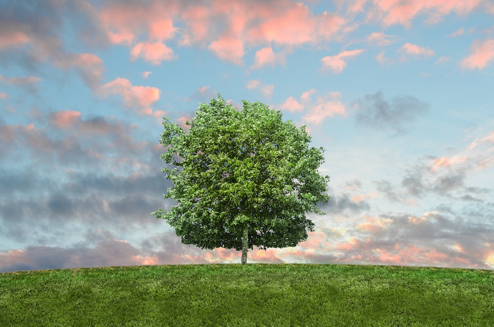 nature sky clouds with a green tree growing